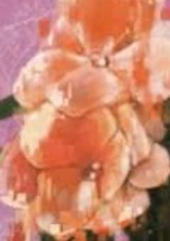 化けの花