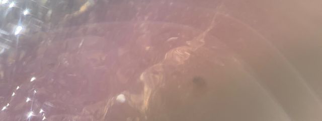 🐺尚子🐷さんの壁紙画像