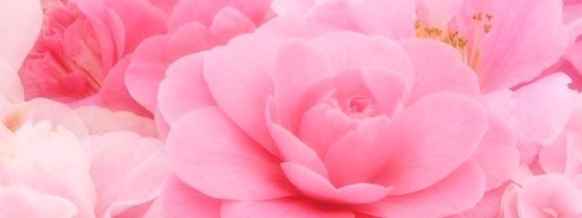 りりさんの壁紙画像
