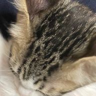 glufさんのアイコン画像