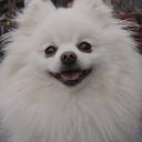 犬