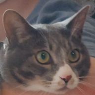 ネコさんのアイコン画像