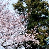 こはくさんのアイコン画像