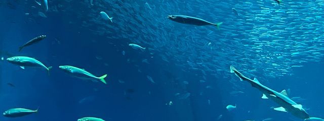 透明人間さんの壁紙画像