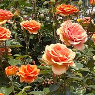 透明人間さんのアイコン画像