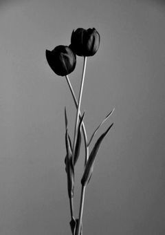 Black Tulip
