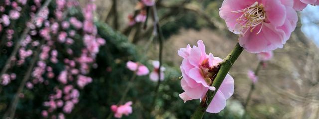 みじゅさんの壁紙画像