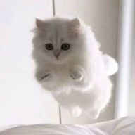 だいこんさんのアイコン画像