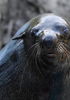 Ms.Mに調教されたオットセイが集まるところ。