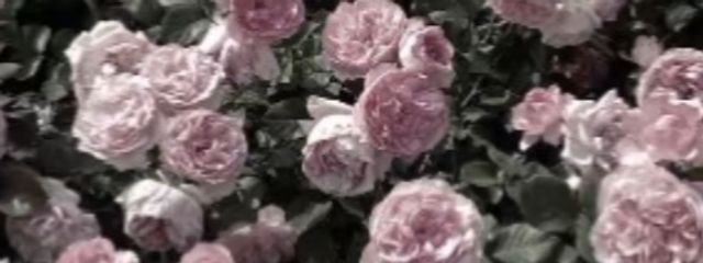 薇火🥀💣⚙️さんの壁紙画像