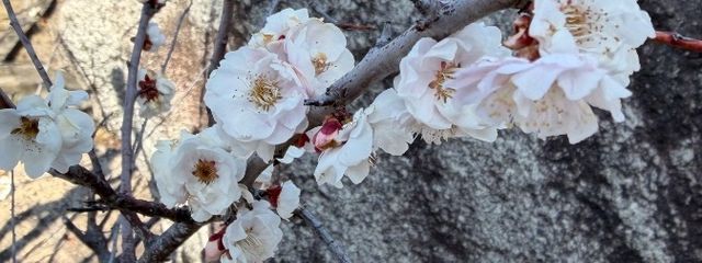 yuzuuuuさんの壁紙画像