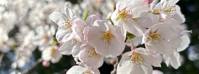 ささみもちさんの壁紙画像