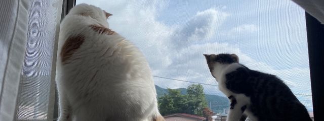 ぴくば（p1k8_ftb) さんの壁紙画像