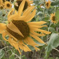 ちょきんぎょさんのアイコン画像