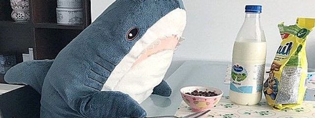イタチ🦈さんの壁紙画像