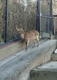 しろはむの雑談&活報