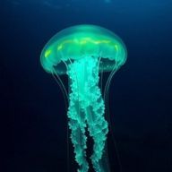 kiitoさんのアイコン画像