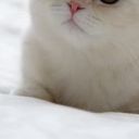 ヘンボク