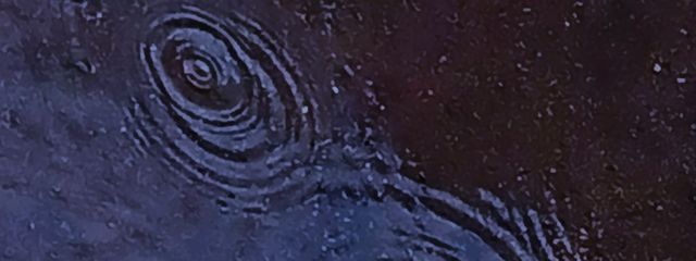 # 祗園寺 _ ❁*さんの壁紙画像