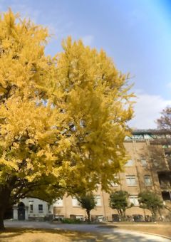 石灰岩の花