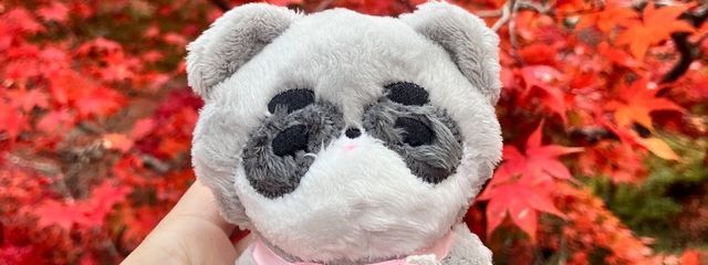 ここあさんの壁紙画像