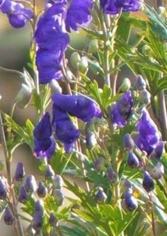 知りたくなかった。そんなこと。