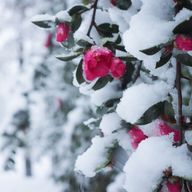 嵯島スイさんのアイコン画像