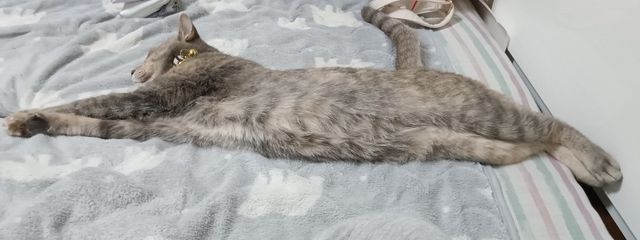 朱月@1週間男体化さんの壁紙画像