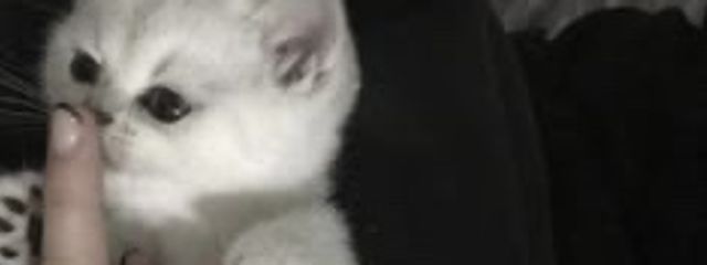 　の あ .さんの壁紙画像