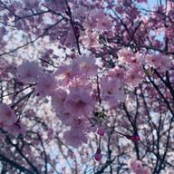 daicaさんのアイコン画像