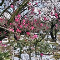 dneroiさんのアイコン画像