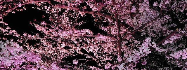 キラキラ流れ星✩.*˚  @低浮上さんの壁紙画像