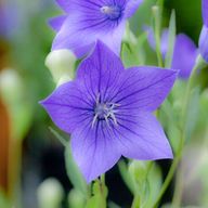 紗夜さんのアイコン画像