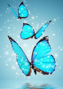 蝶が花に舞い降りて