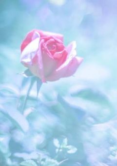 "ふらわーしょっぷ"