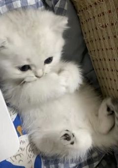 その視線が僕に向く時まで