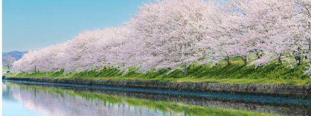 桜由さんの壁紙画像
