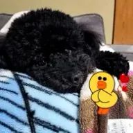 あんこさんのアイコン画像