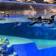 TETO_Pettensonさんのアイコン画像