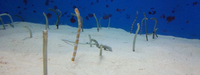 まりあさんの壁紙画像