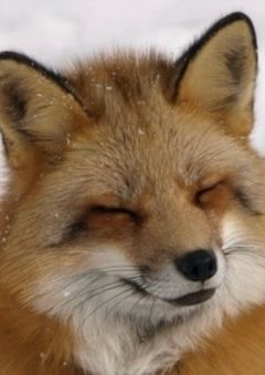 　🧡🦊受け　短編集