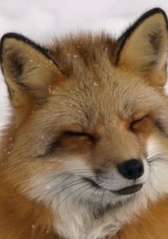 🧡🦊受け