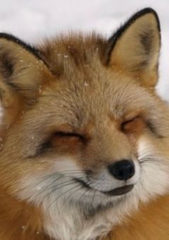 amのお題箱🦊