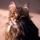 ミセス・ノリス