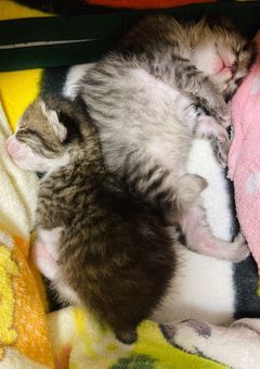 猫様成長記録