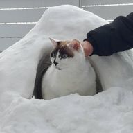 リンさんのアイコン画像