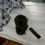 さなさんのアイコン画像