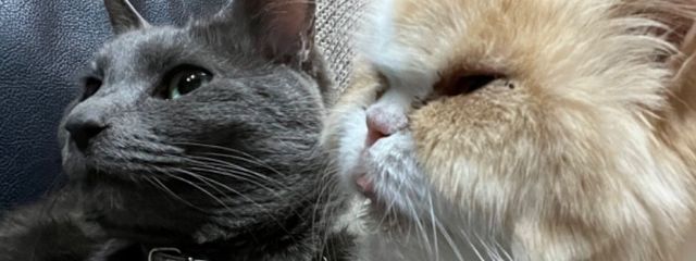 蒼月 霞さんの壁紙画像