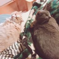 蒼月 霞さんのアイコン画像