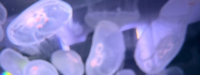 すーさんの壁紙画像
